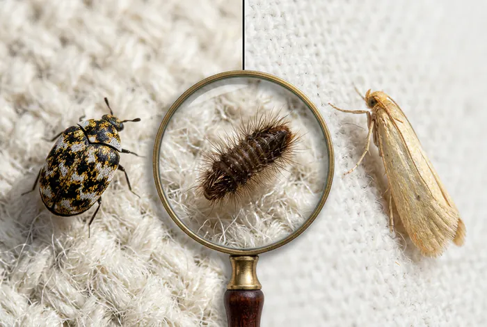 Comparaison entre mite, adulte anthrène et larve d'anthrène